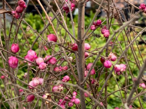 Symphoricarpos x doornsbosii  Magical Purple Pride  (Coralberry) on Sale