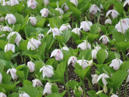 Cypripedium formosanum (Lady s Slipper Orchid) Fashion