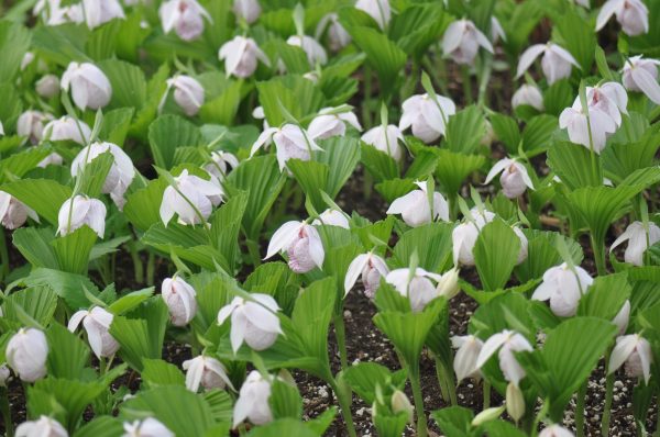 Cypripedium formosanum (Lady s Slipper Orchid) Fashion