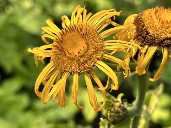 Inula magnifica  Elecampane   (Horse-heal or Elfdock) Online Sale