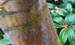 Betula albosinensis var. septentrionalis  (Chinese Red Birch) For Sale