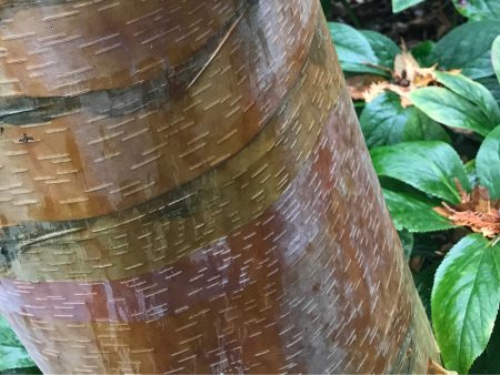 Betula albosinensis var. septentrionalis  (Chinese Red Birch) For Sale