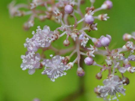 Cardiandra alternifolia (Herbaceous Hydrangea) Hot on Sale