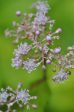 Cardiandra alternifolia (Herbaceous Hydrangea) Hot on Sale