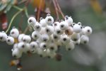 Sorbus prattii (Chinese Rowan) Online now