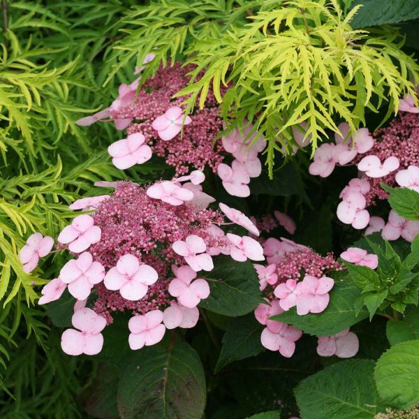 Hydrangea serrata  Twirligig   (Mountain Hydrangea) Online Sale