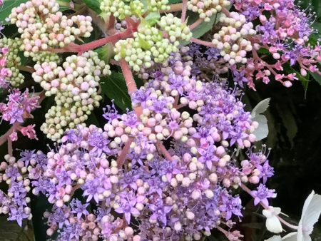 Hydrangea aspera Villosa (Rough-Leaf Hydrangea) on Sale