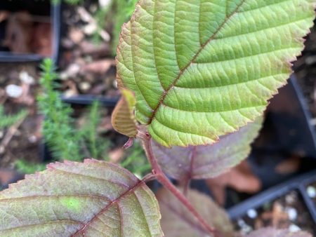 Alnus acuminata ssp. arguta (Andean Alder) Cheap