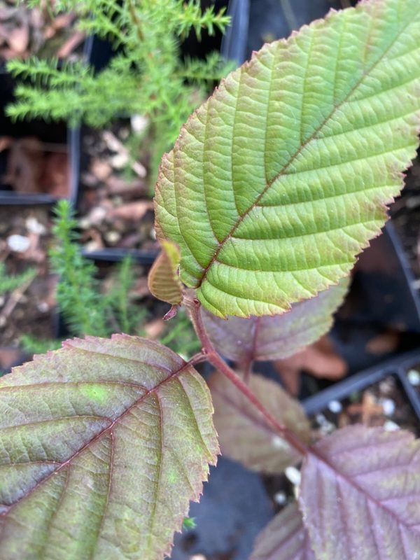 Alnus acuminata ssp. arguta (Andean Alder) Cheap