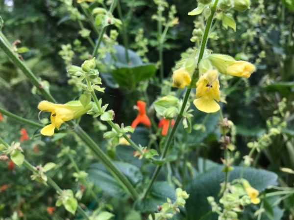 Salvia campanulata ex CC7706 (Campanulate Leaf Sage) Online now