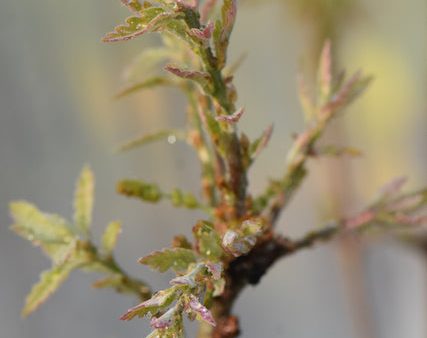 Quercus x undulata  Red October  (Southwest Oak) For Cheap