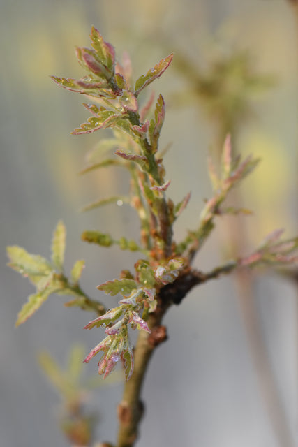 Quercus x undulata  Red October  (Southwest Oak) For Cheap