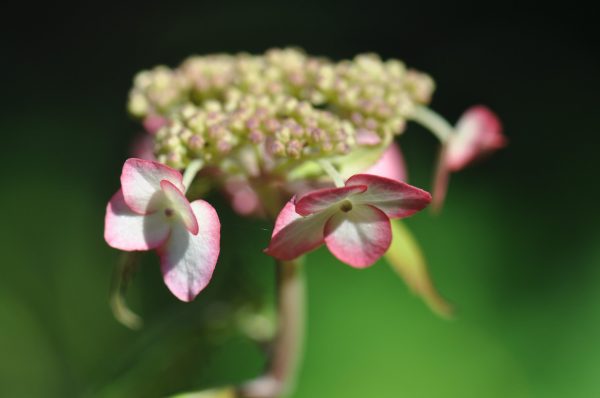 Hydrangea serrata  Kiyosumi   (Kiyosumi Mountain Hydrangea) For Sale