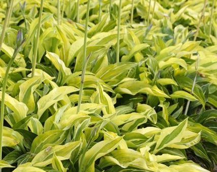 Hosta  Yellow Polka Dot Bikini  (Plantain Lily) Discount