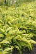 Hosta  Yellow Polka Dot Bikini  (Plantain Lily) Discount