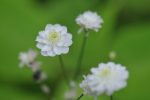 Ranunculus aconitifolius  Flore Pleno  (Fair Maids Of France) Online Hot Sale