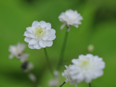 Ranunculus aconitifolius  Flore Pleno  (Fair Maids Of France) Online Hot Sale