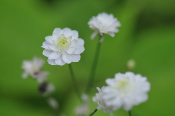 Ranunculus aconitifolius  Flore Pleno  (Fair Maids Of France) Online Hot Sale