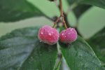 Sorbus pallescens  (Whitebeam) For Cheap