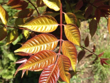 Toxicodendron verniciflua (Chinese Lacquer Tree) Syn. Rhus verniciflua For Cheap