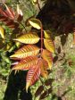 Toxicodendron verniciflua (Chinese Lacquer Tree) Syn. Rhus verniciflua For Cheap