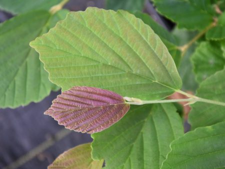 Hamamelis vernalis  Kohankie Red  (Witch Hazel) Cheap