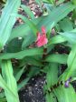 Roscoea purpurea f. rubra  Red Gurkha  (Hardy Alpine Ginger) Discount