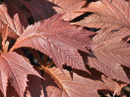 Rodgersia podophylla  Tien Tsin Red  Sale