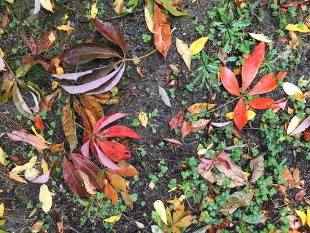 Aesculus flava (Yellow Buckeye) syn. Aesculus octandra Online now