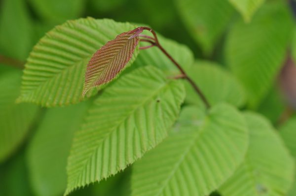 Carpinus cordata  (Heartleaf Hornbeam) For Discount