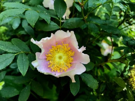 Rosa roxburghii (Sweet Chestnut Rose) Cheap