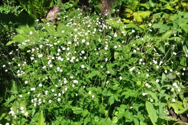 Ranunculus aconitifolius  Flore Pleno  (Fair Maids Of France) Online Hot Sale