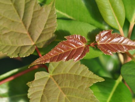 Acer grosseri var. hersii (Snakebark Maple) Sale