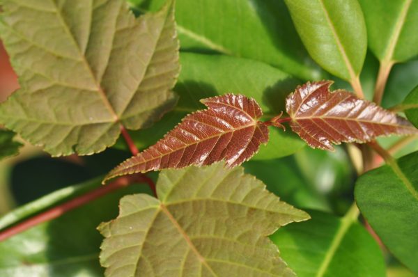 Acer grosseri var. hersii (Snakebark Maple) Sale