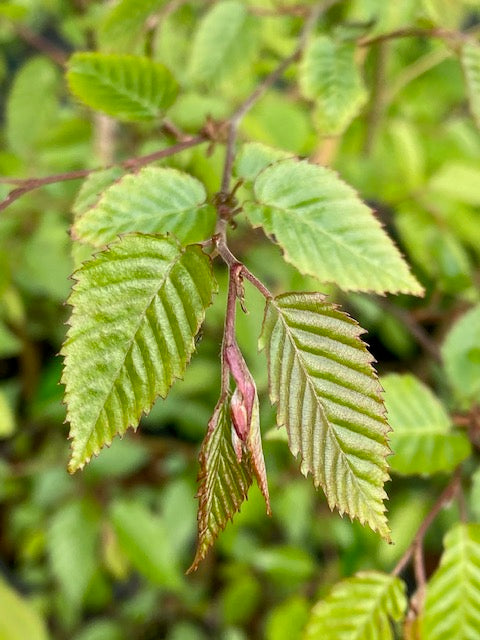 Carpinus kawakamii (Taiwan Hornbeam) Online Hot Sale