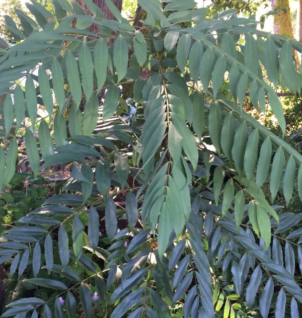 Mahonia eurybracteata silver leaf seedlings (Silver Leaf Mahonia)  M. confusa Online now