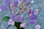 Hydrangea aspera  Plum Passion  (Purple Leaf Hydrangea) Online