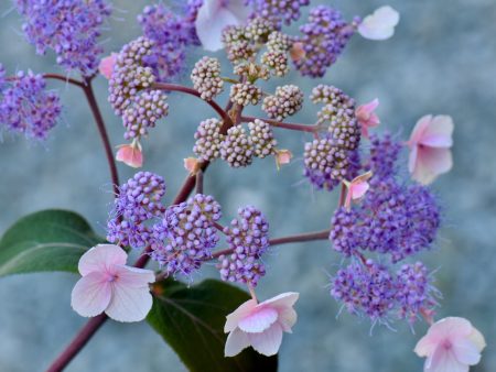 Hydrangea aspera  Plum Passion  (Purple Leaf Hydrangea) Online