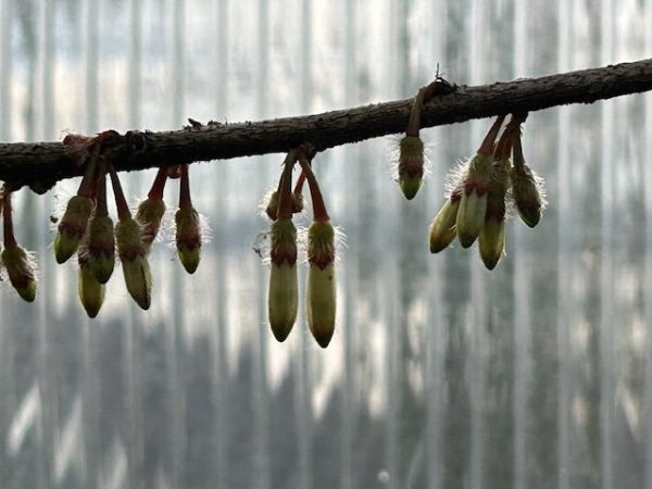 Agapetes malipoensis SEH 27016 (Agapetes) Fashion