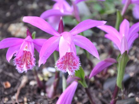 Pleione  Tongariro  (Hardy Orchid) Sale