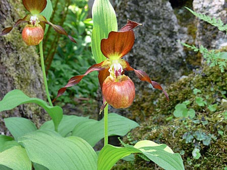 Cypripedium  Schoko   (Hardy Orchid) Online Hot Sale