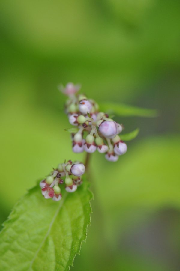 Cardiandra alternifolia (Herbaceous Hydrangea) Hot on Sale