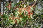 Viburnum betulifolium ZHN-15-068 (Species viburnum) Online now