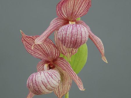 Cypripedium  Michael  Clone (Hardy Lady Slipper Orchid) Online now