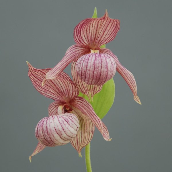 Cypripedium  Michael  Clone (Hardy Lady Slipper Orchid) Online now