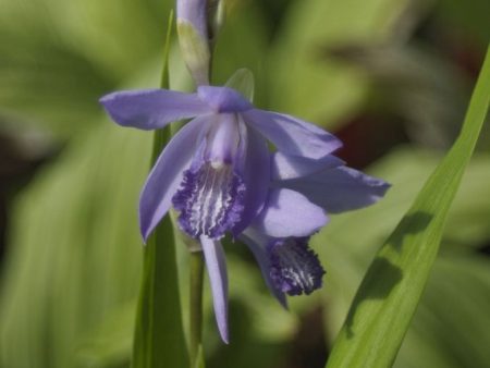 Bletilla striata ‘Murasaki Shikibu’   (Chinese Ground Orchid) Online Sale