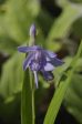 Bletilla striata ‘Murasaki Shikibu’   (Chinese Ground Orchid) Online Sale