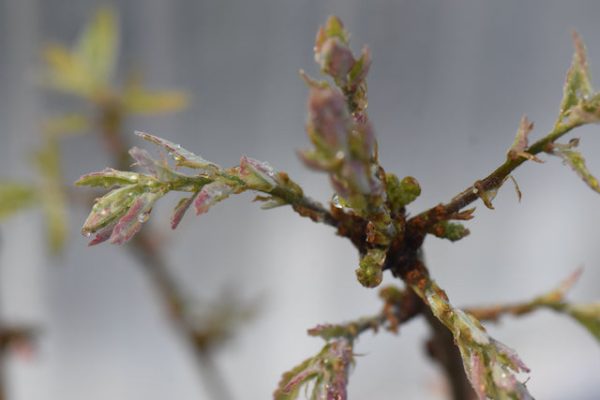 Quercus x undulata  Red October  (Southwest Oak) For Cheap