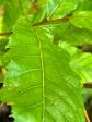 Quercus acutissima  Gobler  (Sawtooth Oak) For Cheap