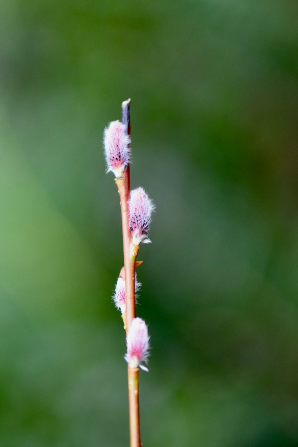 Salix gilgiana (Winter Willow) Supply